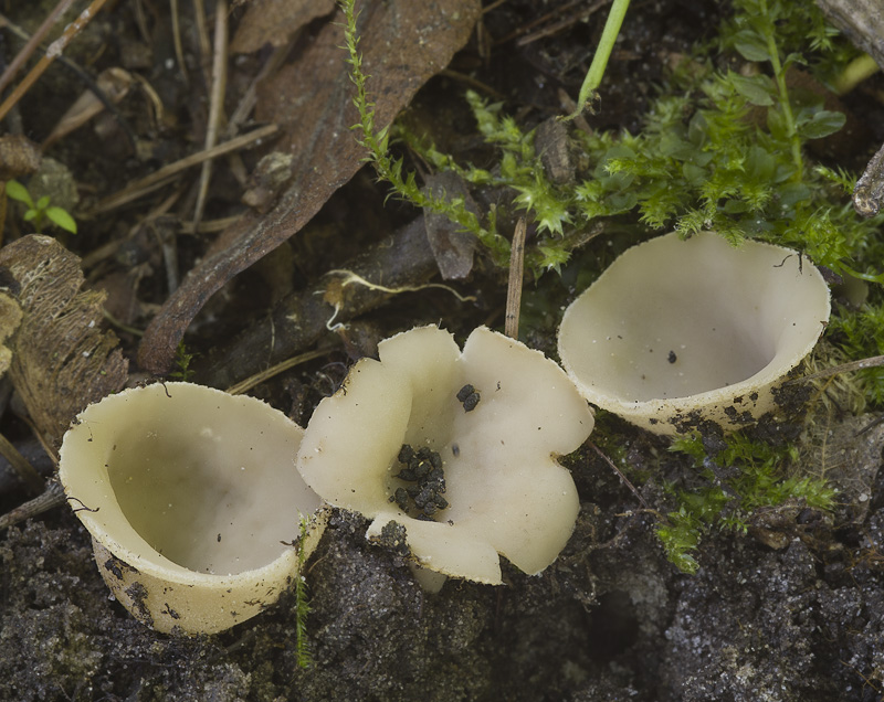 Tarzetta catinus